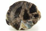 Wide Petrified Wood (Schinoxylon) Limb - Blue Forest, Wyoming #333035-2
